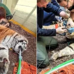 Vets had to tread very carefully as they treated the injured paw of a rare 18-year-old tiger - giving her a full MOT, manicure and pedicure while she slept.