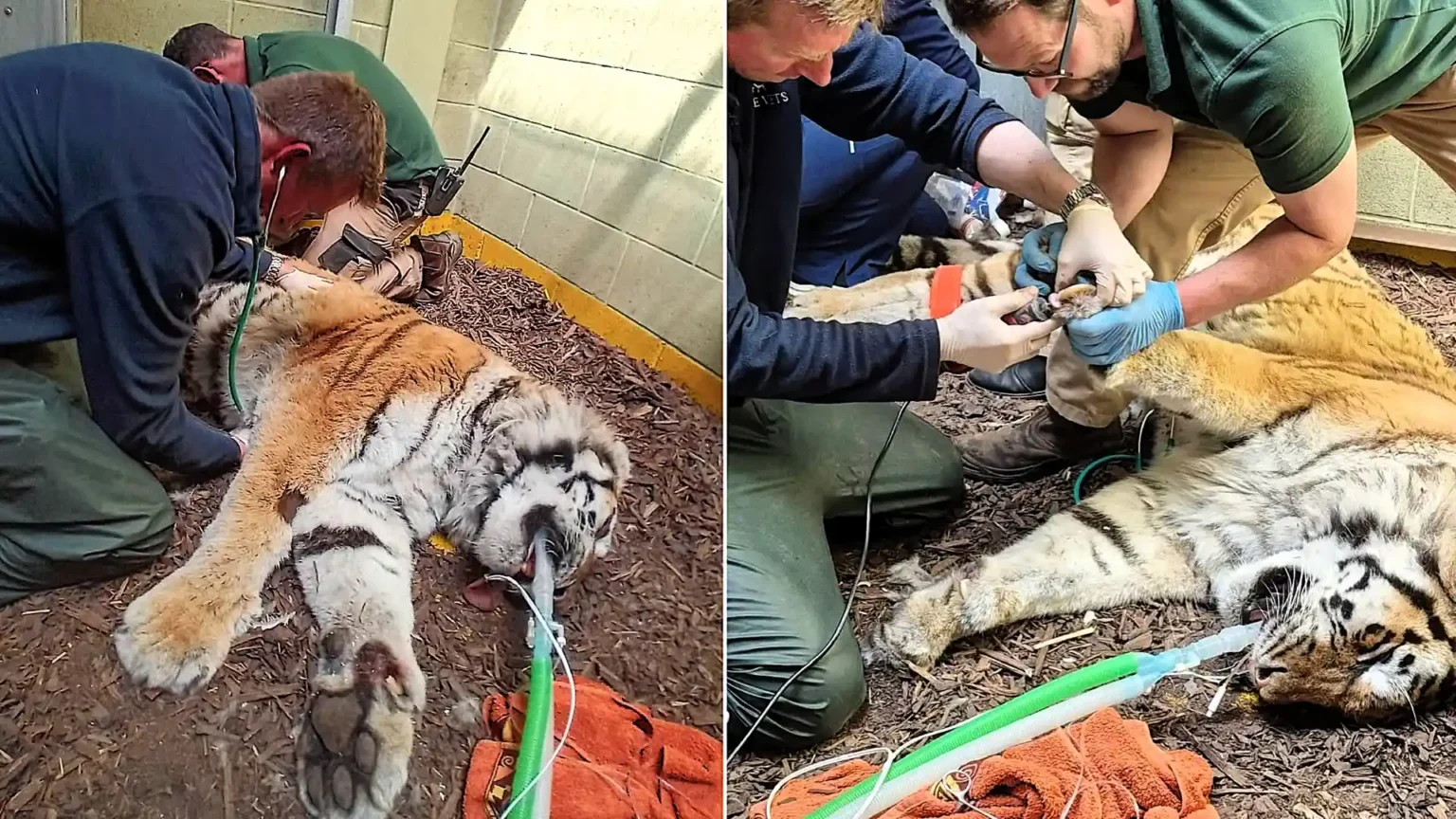Vets had to tread very carefully as they treated the injured paw of a rare 18-year-old tiger - giving her a full MOT, manicure and pedicure while she slept.