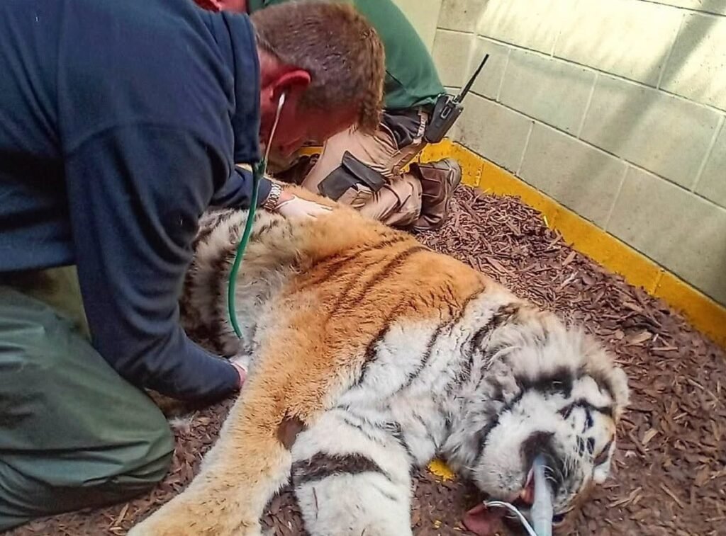 Vets had to tread very carefully as they treated the injured paw of a rare 18-year-old tiger - giving her a full MOT, manicure and pedicure while she slept.