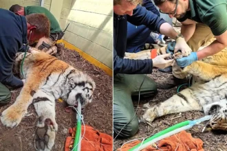 Vets had to tread very carefully as they treated the injured paw of a rare 18-year-old tiger - giving her a full MOT, manicure and pedicure while she slept.