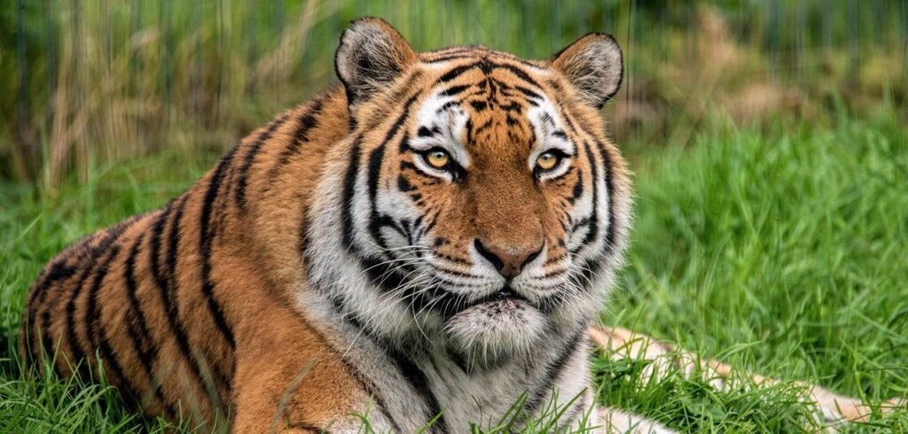 Vets had to tread very carefully as they treated the injured paw of a rare 18-year-old tiger - giving her a full MOT, manicure and pedicure while she slept.