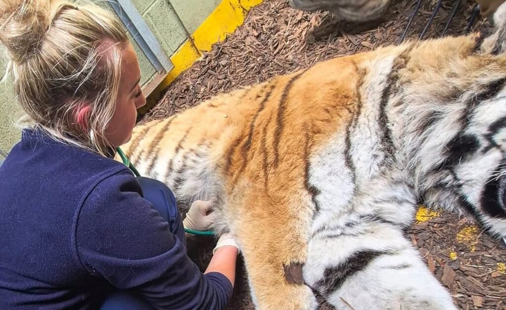 Vets had to tread very carefully as they treated the injured paw of a rare 18-year-old tiger - giving her a full MOT, manicure and pedicure while she slept.