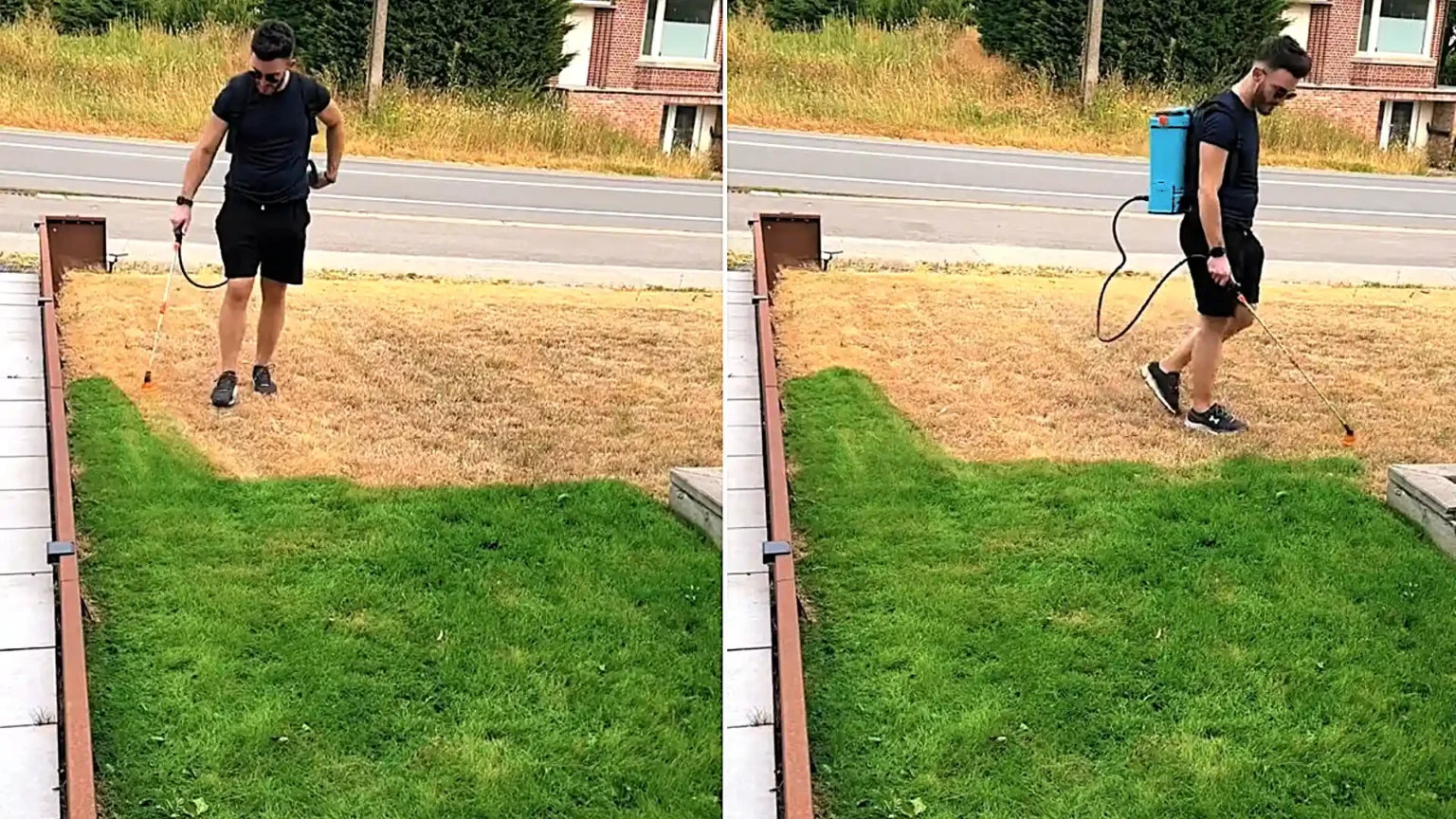 Homeowner reveals a cheap seaweed hack that turns drought-hit brown lawns instantly lush green in seconds - without repeatedly soaking them with water amid hosepipe bans.