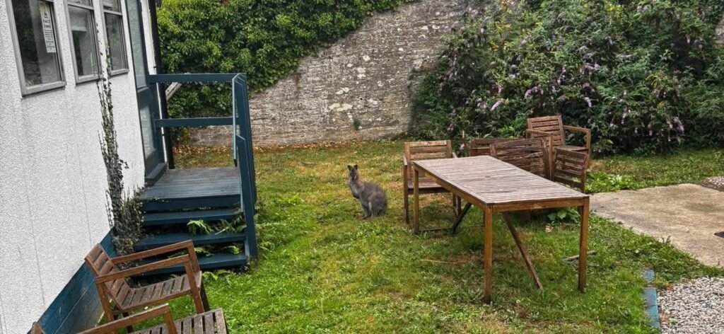 A wandering wallaby which stunned a driver when it was spotted bounding down a road has now turned up in a back garden - with police unable to catch it.