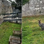 A wandering wallaby which stunned a driver when it was spotted bounding down a road has now turned up in a back garden - with police unable to catch it.