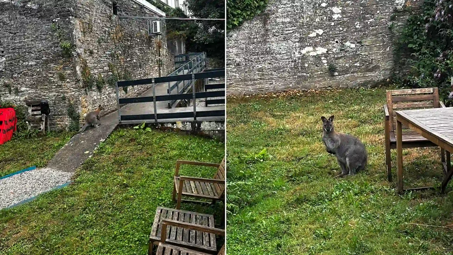 A wandering wallaby which stunned a driver when it was spotted bounding down a road has now turned up in a back garden - with police unable to catch it.