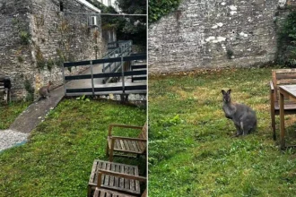 A wandering wallaby which stunned a driver when it was spotted bounding down a road has now turned up in a back garden - with police unable to catch it.