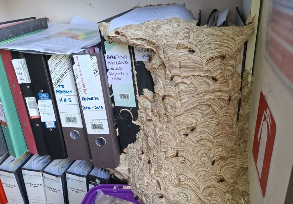 A wildlife warden has been forced out of her office after thousands of wasps moved in and built a huge nest while she was away on holiday.