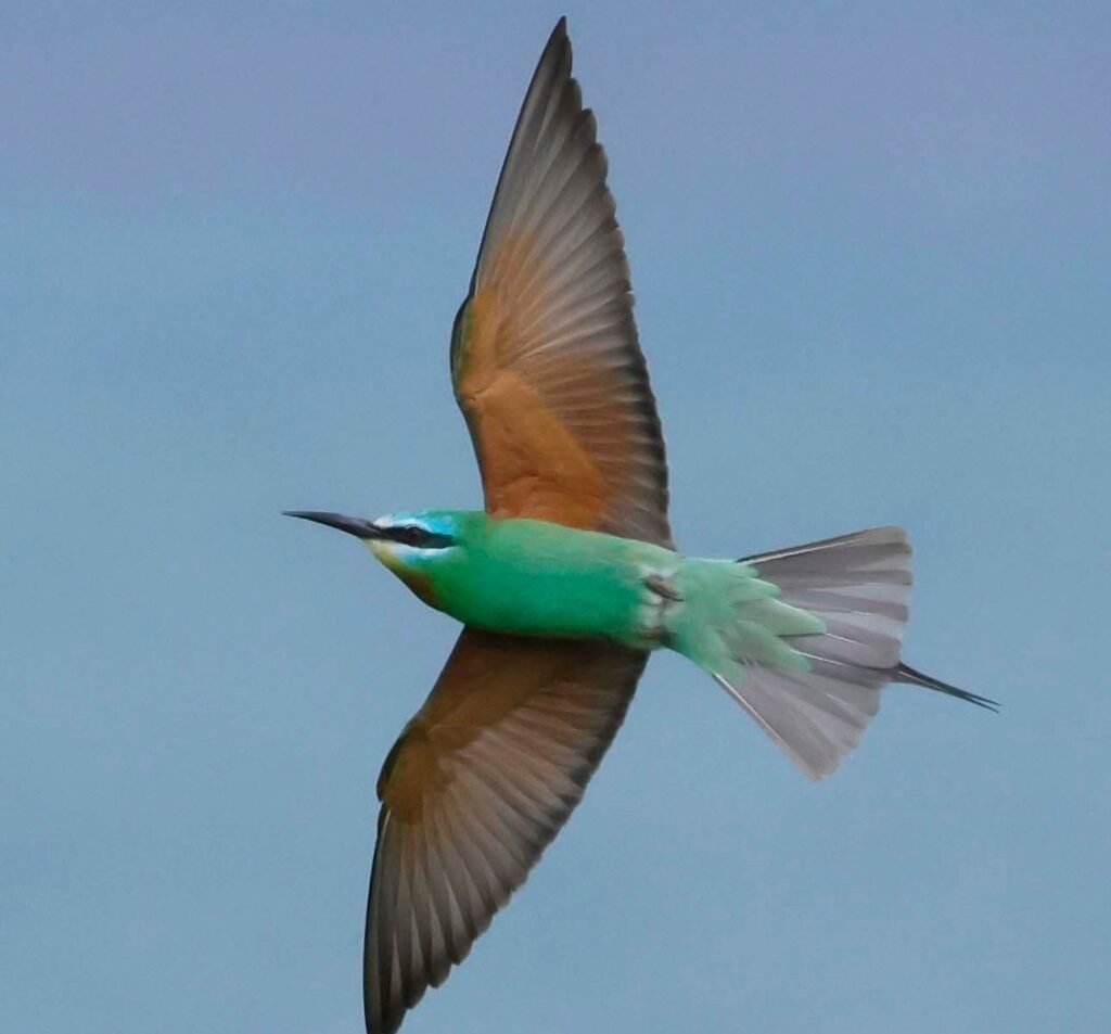 One of Britain's rarest exotic birds, the blue-cheeked bee-eater, has sparked a frenzy on Orkney, with twitchers travelling 1,200 miles for a glimpse.