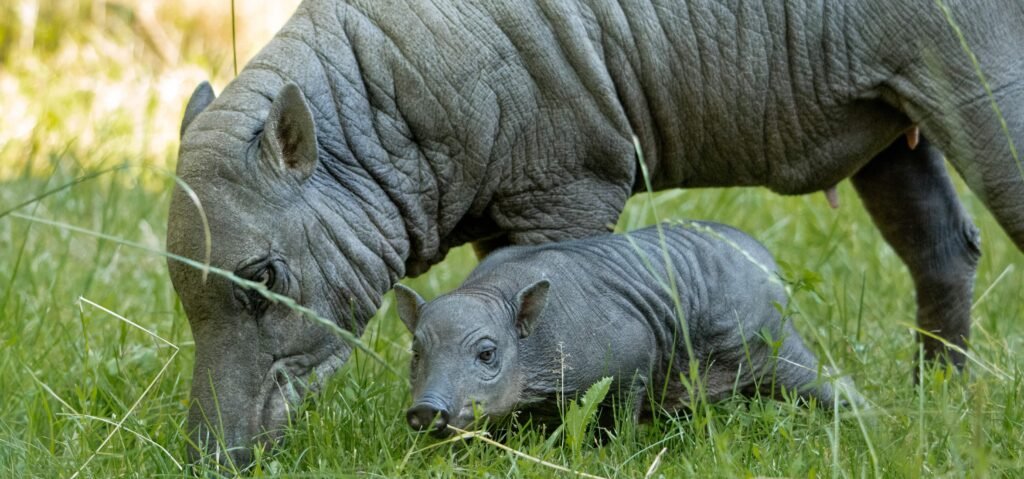 A rare piglet born the size of a "grapefruit with legs" could help save her species from extinction as African swine fever devastates wild numbers.