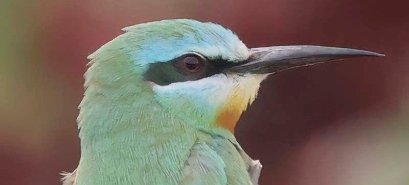 One of Britain's rarest exotic birds, the blue-cheeked bee-eater, has sparked a frenzy on Orkney, with twitchers travelling 1,200 miles for a glimpse.