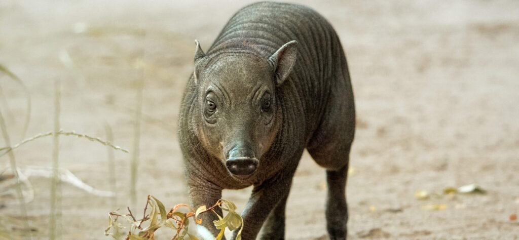 A rare piglet born the size of a "grapefruit with legs" could help save her species from extinction as African swine fever devastates wild numbers.