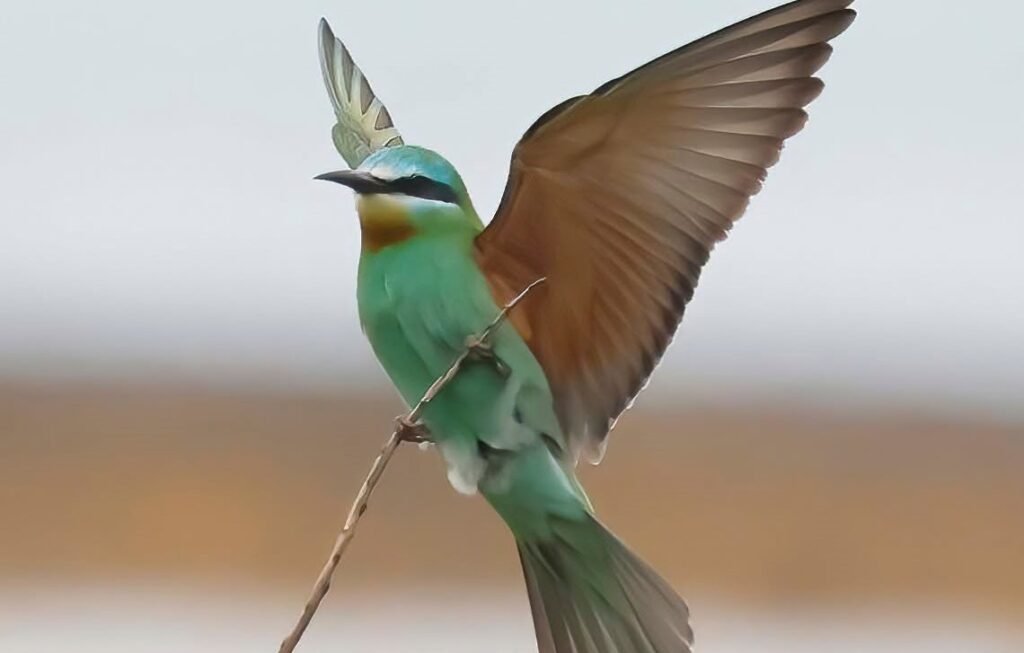One of Britain's rarest exotic birds, the blue-cheeked bee-eater, has sparked a frenzy on Orkney, with twitchers travelling 1,200 miles for a glimpse.