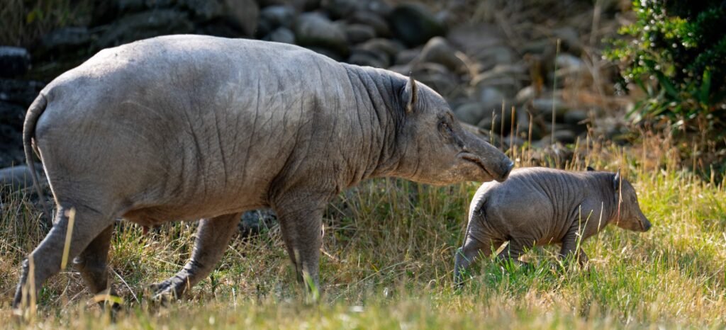 A rare piglet born the size of a "grapefruit with legs" could help save her species from extinction as African swine fever devastates wild numbers.