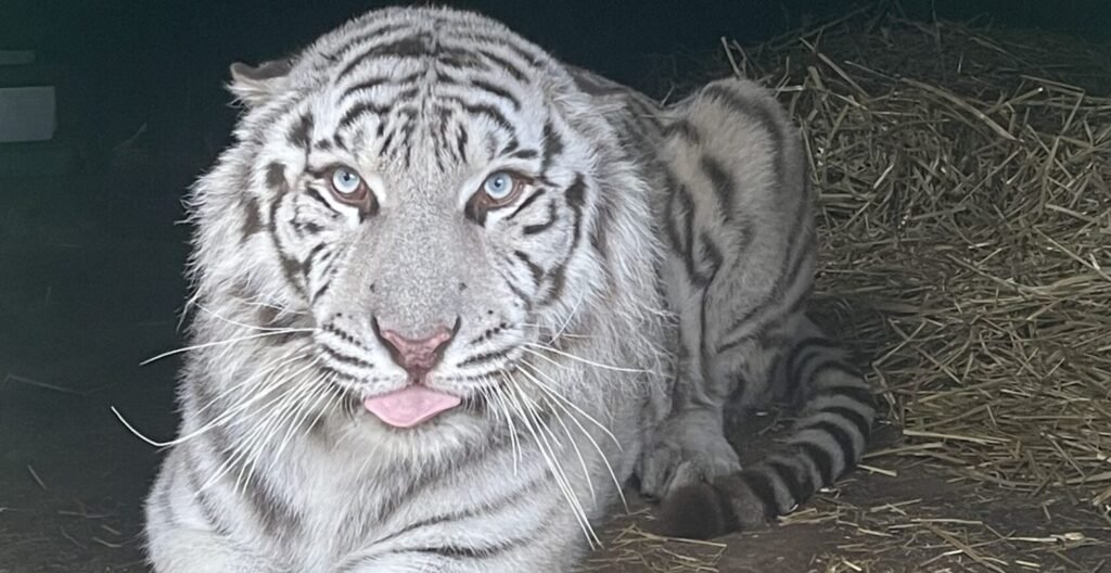A traumatised white tiger left with PTSD from shellshock has stepped on grass for the first time since being rescued from war-torn Ukraine.