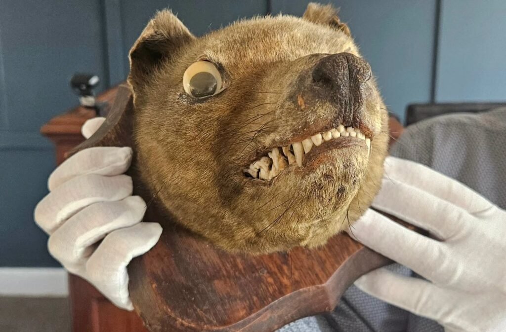 A stuffed fox head bought for £50 at an antiques market has sold for more than £60,000 after being revealed to be an incredibly rare extinct Tasmanian Tiger.