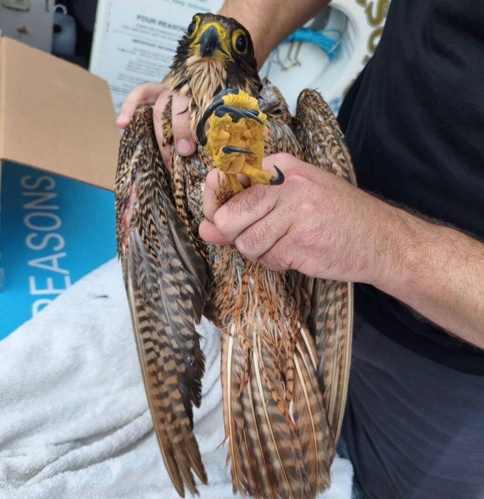 A boat skipper saved Britain's rarest bird after it plunged into the sea - netting the drenched peregrine falcon before waves swept it away.