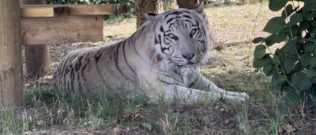 A traumatised white tiger left with PTSD from shellshock has stepped on grass for the first time since being rescued from war-torn Ukraine.