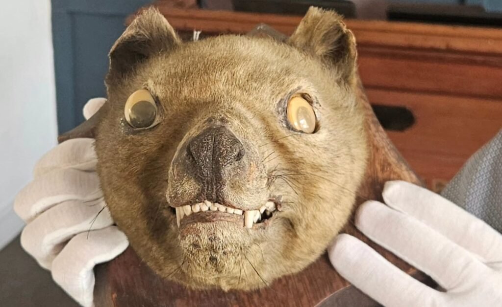 A stuffed fox head bought for £50 at an antiques market has sold for more than £60,000 after being revealed to be an incredibly rare extinct Tasmanian Tiger.