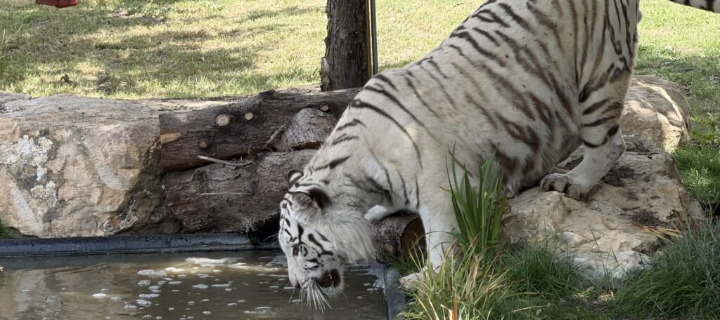 A traumatised white tiger left with PTSD from shellshock has stepped on grass for the first time since being rescued from war-torn Ukraine.