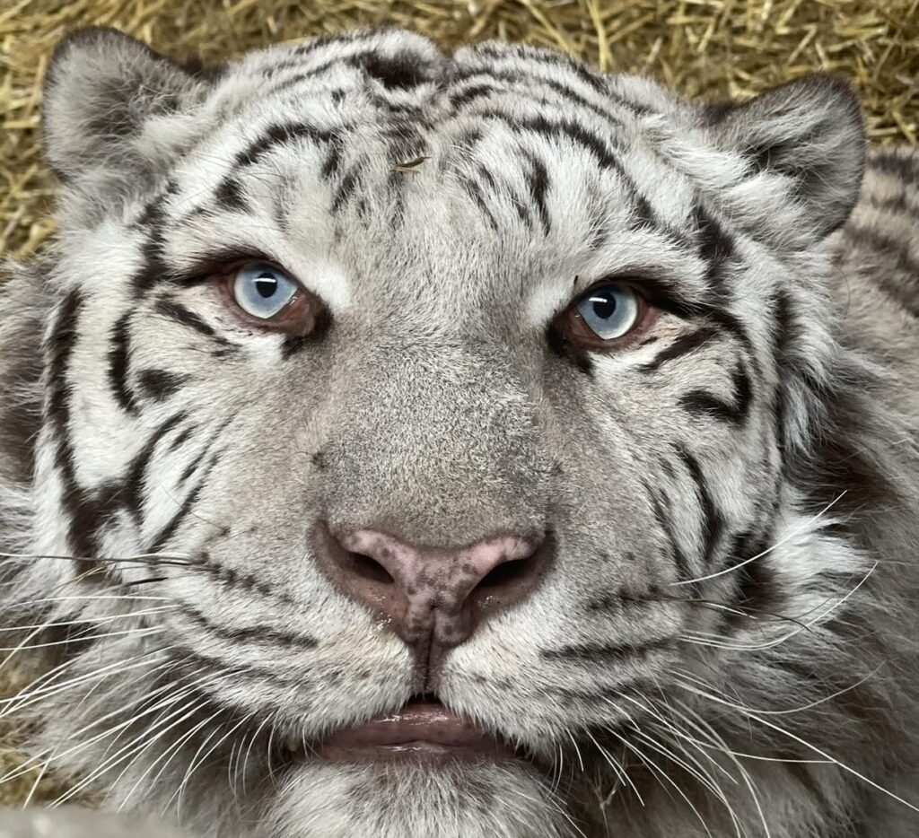 A traumatised white tiger left with PTSD from shellshock has stepped on grass for the first time since being rescued from war-torn Ukraine.