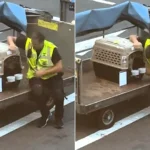 An adorable airport worker has melted hearts by sitting down on the tarmac to comfort a nervous dog travelling in the hold - as his anxious owner watched on.