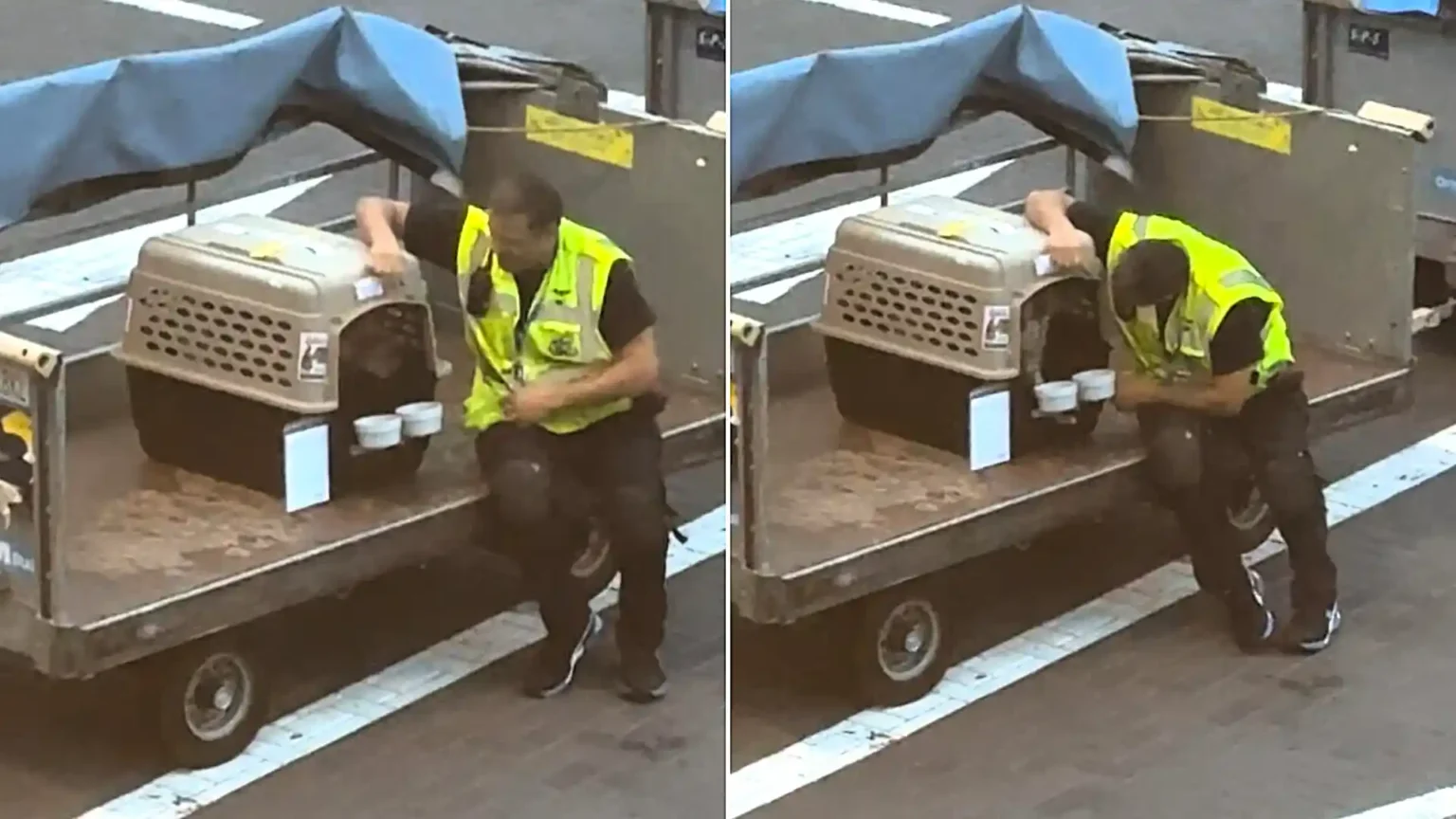 An adorable airport worker has melted hearts by sitting down on the tarmac to comfort a nervous dog travelling in the hold - as his anxious owner watched on.