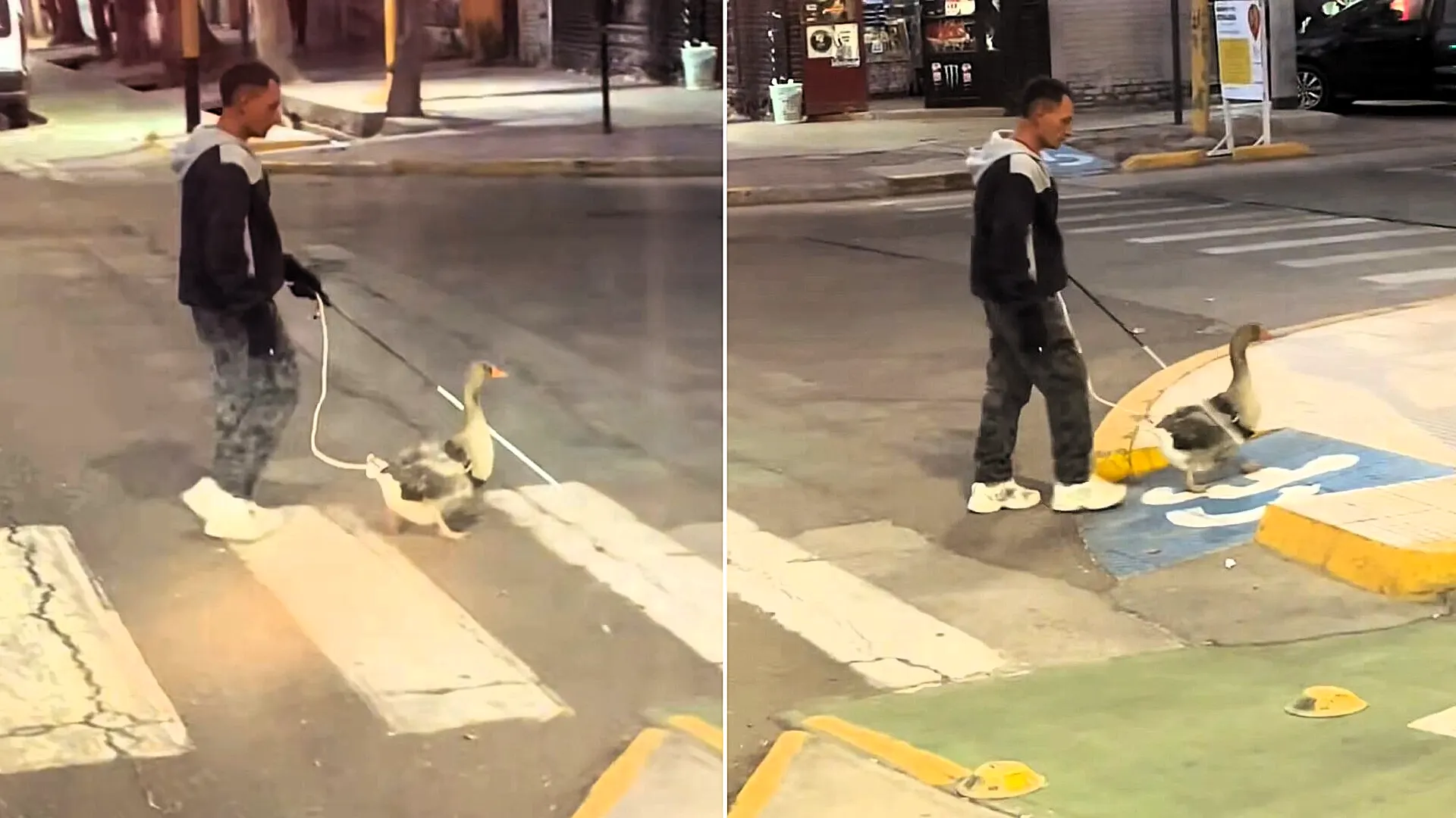 ‘Blind' man filmed strolling down street with ‘guide duck'