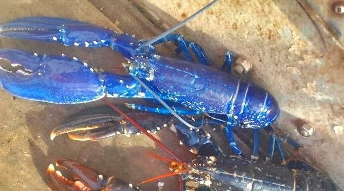 A family stumbled on a stunning electric-blue lobster in a Cornish rock pool - a one-in-two-million find experts say is caused by a genetic quirk.