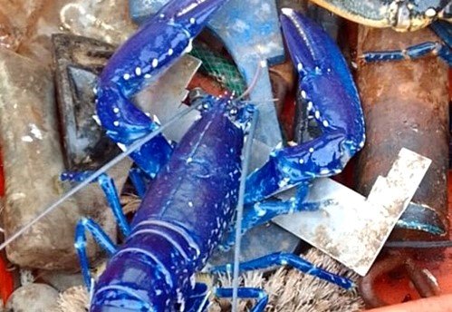 A family stumbled on a stunning electric-blue lobster in a Cornish rock pool - a one-in-two-million find experts say is caused by a genetic quirk.