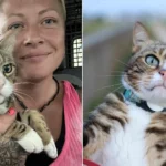 A globetrotting celebrity cat who once gatecrashed a wedding has vanished for six weeks - sparking a worldwide search among thousands of fans as far away as Australia.