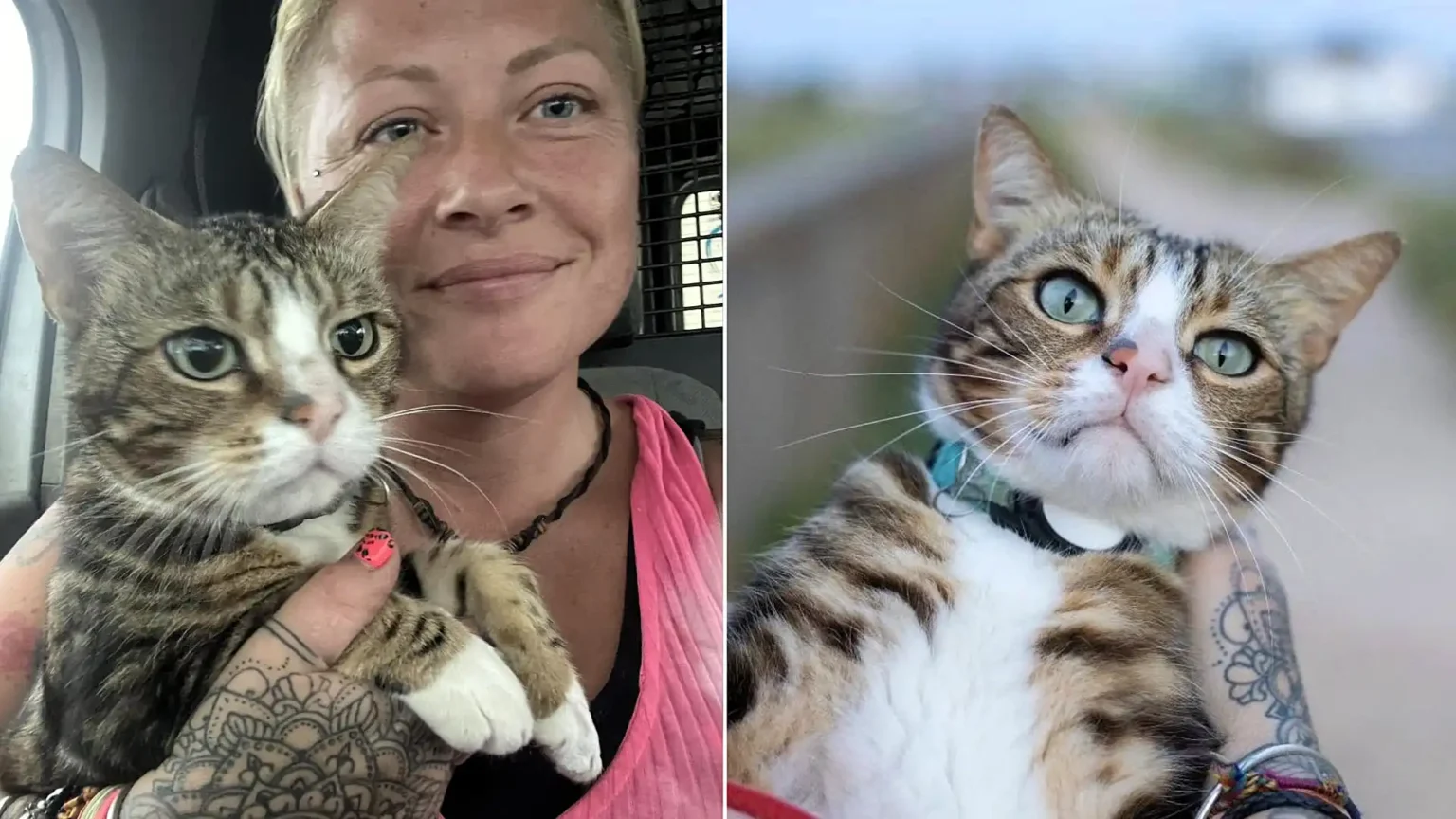 A globetrotting celebrity cat who once gatecrashed a wedding has vanished for six weeks - sparking a worldwide search among thousands of fans as far away as Australia.