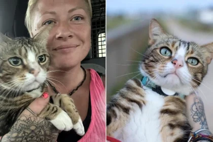 A globetrotting celebrity cat who once gatecrashed a wedding has vanished for six weeks - sparking a worldwide search among thousands of fans as far away as Australia.