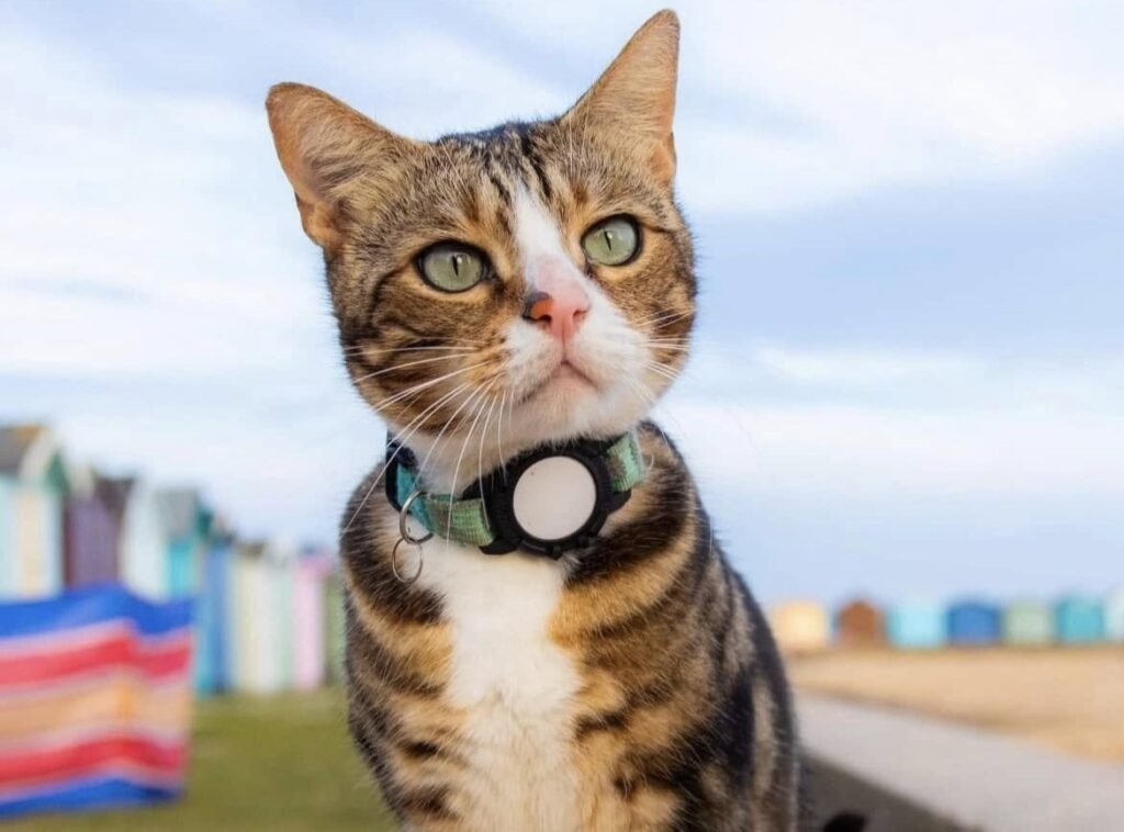 A globetrotting celebrity cat who once gatecrashed a wedding has vanished for six weeks - sparking a worldwide search among thousands of fans as far away as Australia.