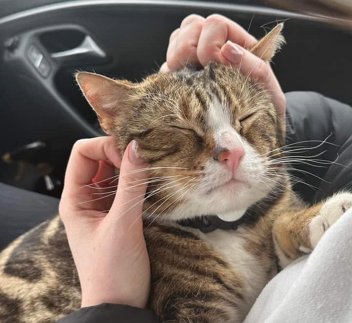 A globetrotting celebrity cat who once gatecrashed a wedding has vanished for six weeks - sparking a worldwide search among thousands of fans as far away as Australia.