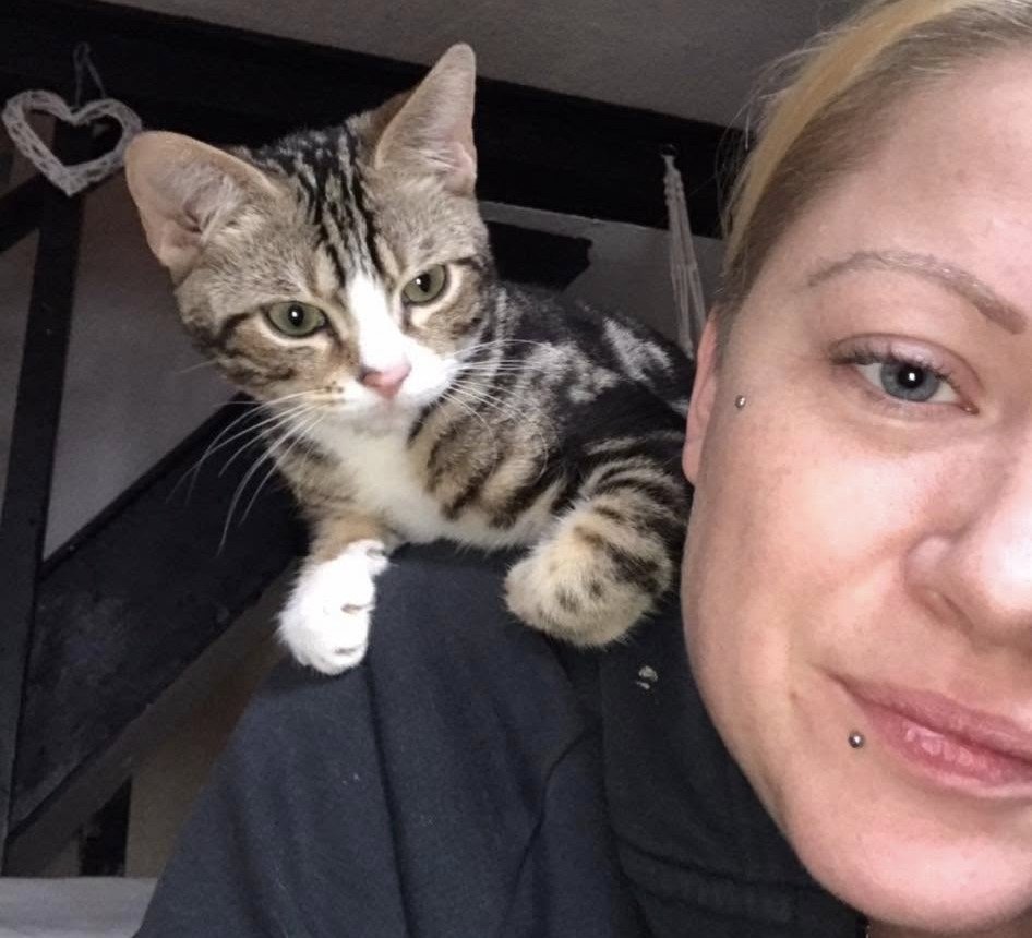 A globetrotting celebrity cat who once gatecrashed a wedding has vanished for six weeks - sparking a worldwide search among thousands of fans as far away as Australia.