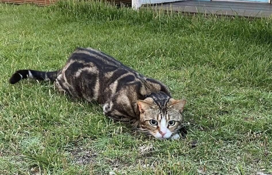 A globetrotting celebrity cat who once gatecrashed a wedding has vanished for six weeks - sparking a worldwide search among thousands of fans as far away as Australia.
