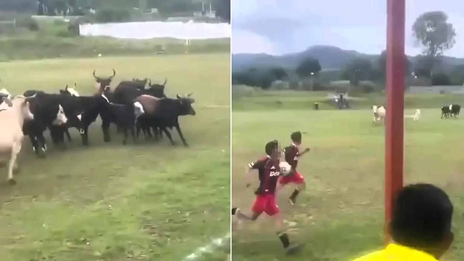 A football match was brought to a bizarre halt when a herd of cattle wandered onto the pitch - before a dog charged in and chased the whole lot off.