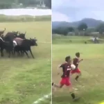 A football match was brought to a bizarre halt when a herd of cattle wandered onto the pitch - before a dog charged in and chased the whole lot off.
