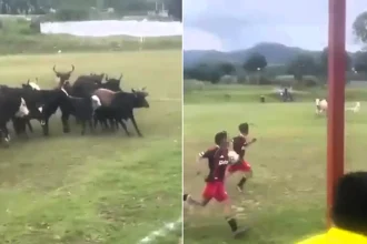 A football match was brought to a bizarre halt when a herd of cattle wandered onto the pitch - before a dog charged in and chased the whole lot off.