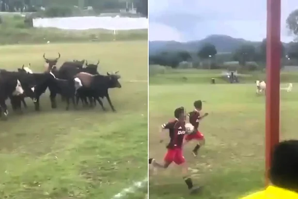 A football match was brought to a bizarre halt when a herd of cattle wandered onto the pitch - before a dog charged in and chased the whole lot off.