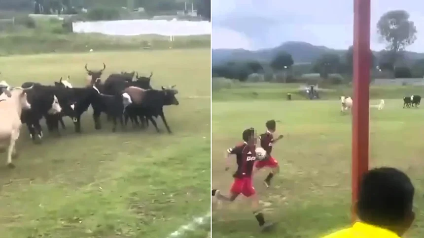 A football match was brought to a bizarre halt when a herd of cattle wandered onto the pitch - before a dog charged in and chased the whole lot off.