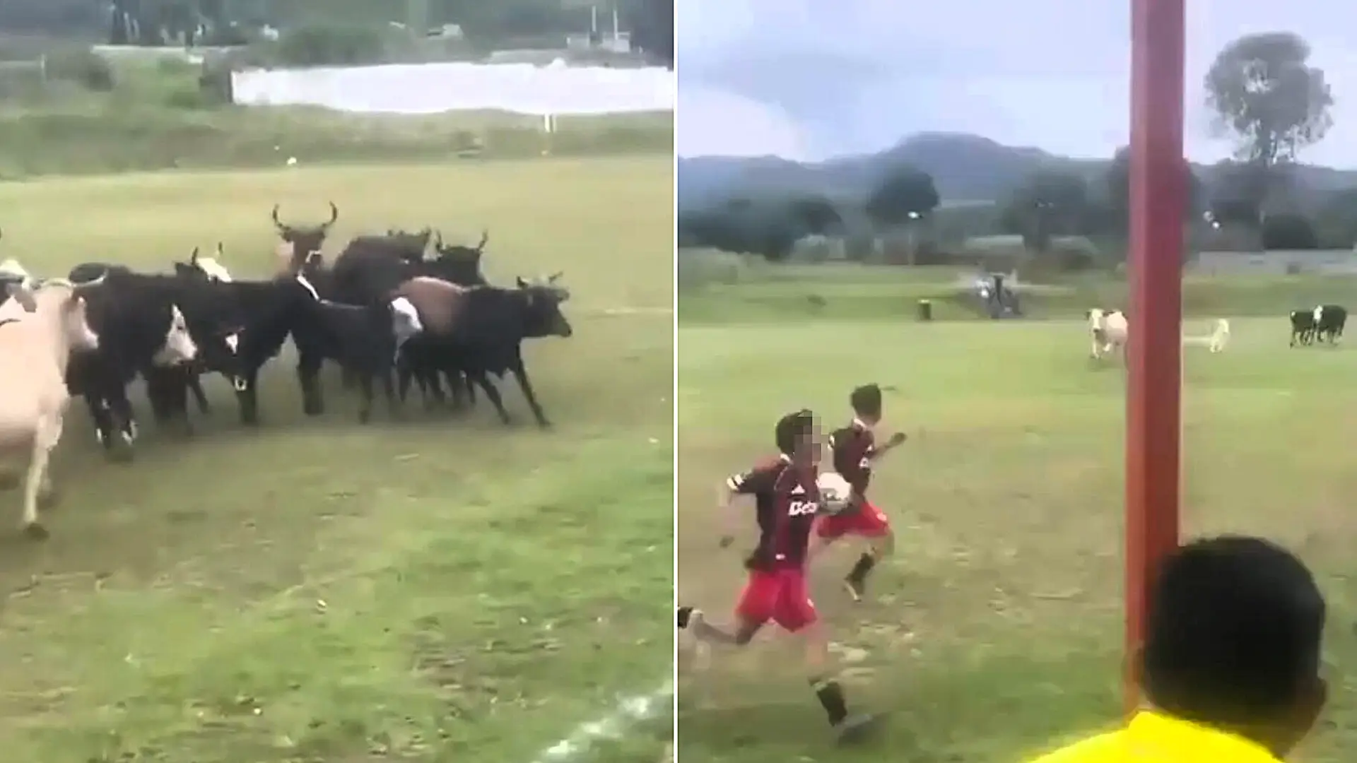 A football match was brought to a bizarre halt when a herd of cattle wandered onto the pitch - before a dog charged in and chased the whole lot off.