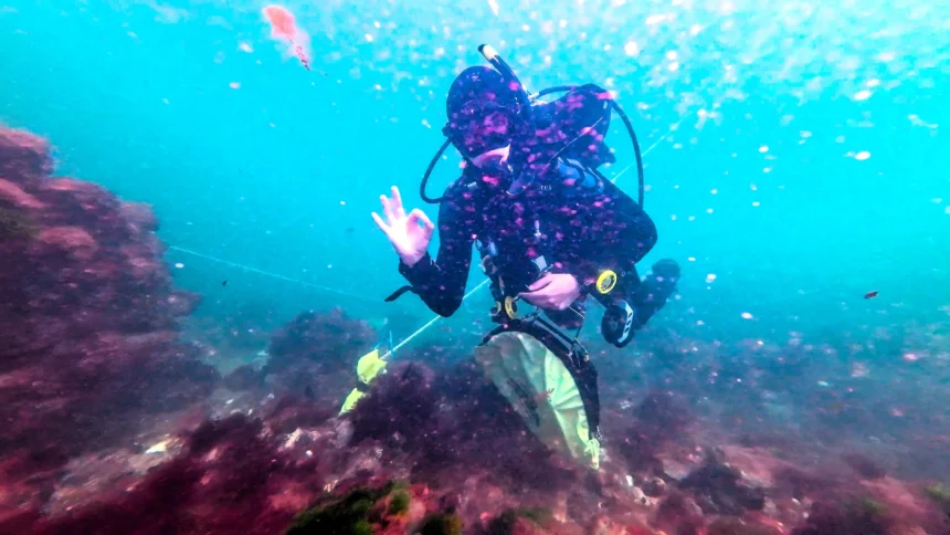 Divers have found 25 mystery structures off Cromer from a British town swallowed by the sea 700 years ago - and the discovery could debunk a famous legend.