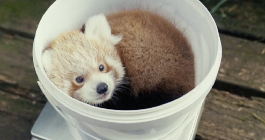 An adorable endangered red panda cub has been pictured popping his head out of a bucket as he reaches two months old - and keepers say he is thriving.