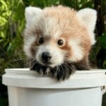 An adorable endangered red panda cub has been pictured popping his head out of a bucket as he reaches two months old - and keepers say he is thriving.