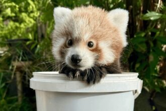 An adorable endangered red panda cub has been pictured popping his head out of a bucket as he reaches two months old - and keepers say he is thriving.