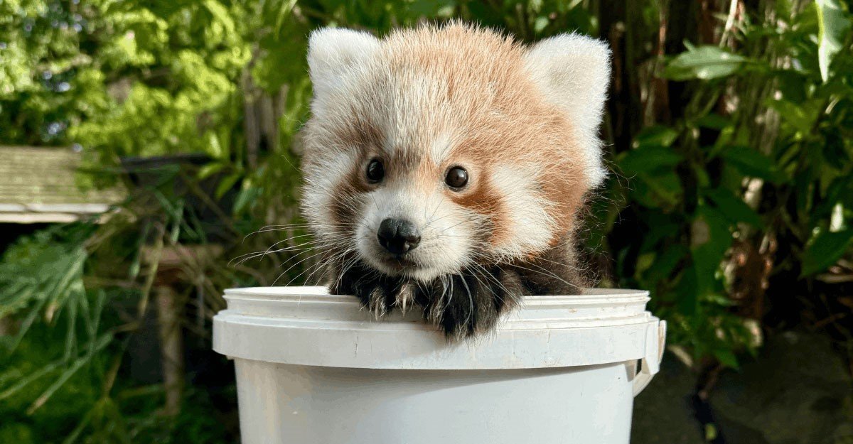 An adorable endangered red panda cub has been pictured popping his head out of a bucket as he reaches two months old - and keepers say he is thriving.