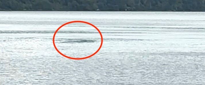 Nessie hunters have captured mysterious footage of a large black hump speeding across Loch Ness just before midnight - in a first for nocturnal searches.