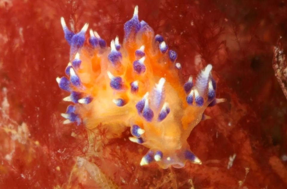 An extremely rare tropical flying fish has been filmed in a Plymouth harbour - and the stunning sighting has sparked fresh fears over Britain's warming seas.